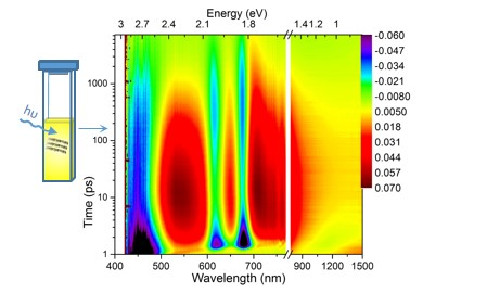 Visualization of multi-body dynamics in MoS2 dispersion by means of 1D-EA spectroscopy